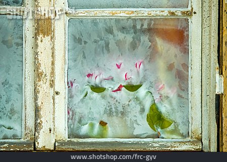 
                Fenster, Tulpe, Frost, Eisblumen                   