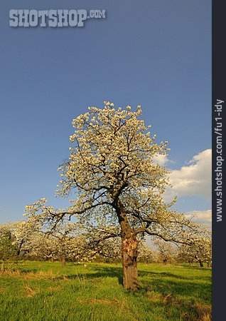 
                Baumblüte, Apfelbaum, Apfelplantage                   