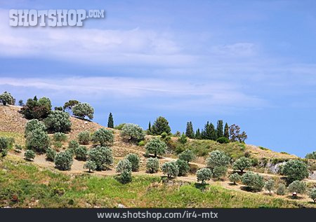 
                Olivenhain, Olivenplantage, Olivenbäume                   