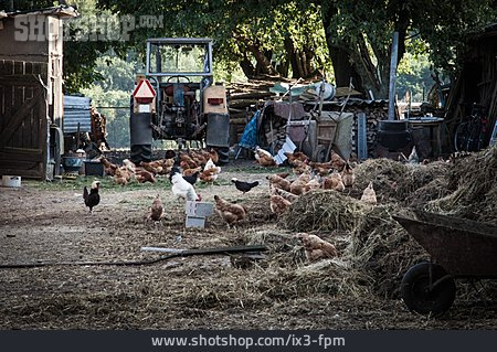 
                Landwirtschaft, Bauernhof, Hühner                   