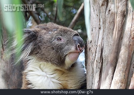 
                Koalabär, Beuteltier                   
