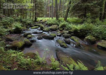 
                Wald, Wildbach                   