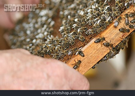 
                Bienenzucht, Imkerei, Bienenwabe                   
