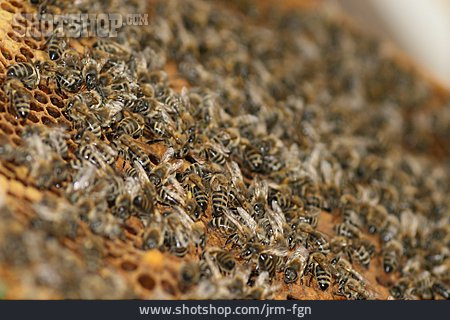 
                Bienenstock, Bienenzucht, Bienenvolk, Bienenwabe                   