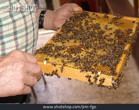 
                Bienenstock, Bienenzucht, Imkerei                   