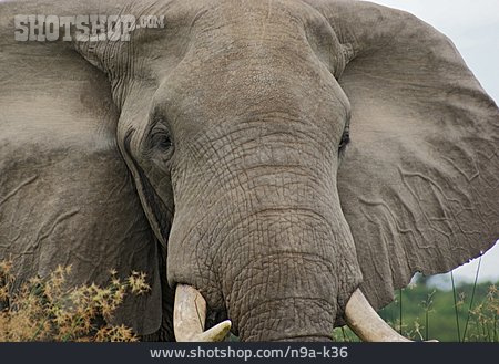 
                Elefant, Tierporträt                   