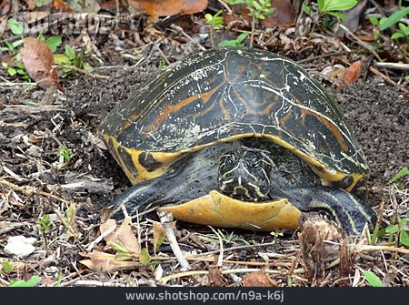 
                Schildkröte, Florida-rotbauch-schmuckschildkröte                   