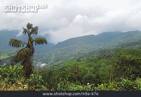 
                Regenwald, Sri Lanka                   