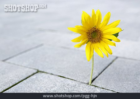 
                Blume, Sonnenblume, Pflasterstein                   