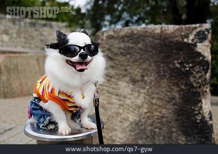 
                Sonnenbrille, Verkleidung, Chihuahua                   