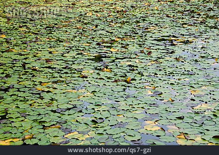 
                Water Lily Pad                   