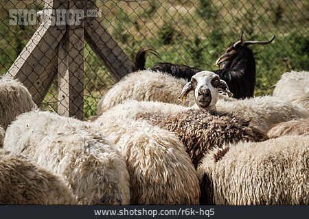 
                Herde, Schafe                   