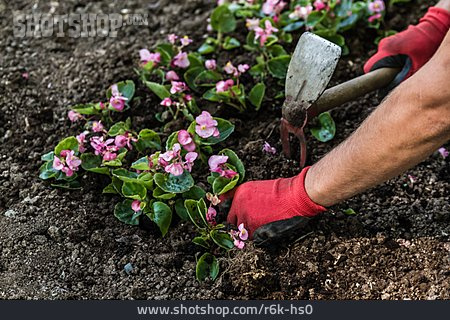 
                Gartenarbeit, Einpflanzen                   