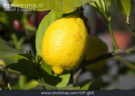 
                Zitronenbaum, Zitrone                   