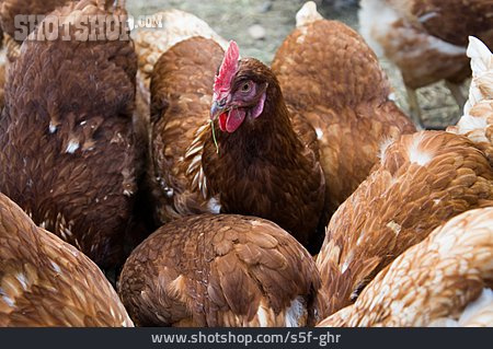 
                Huhn, Tierhaltung, Freilandhaltung                   