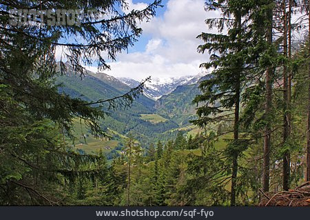 
                Nadelwald, ötztaler Alpen, Passeiertal                   