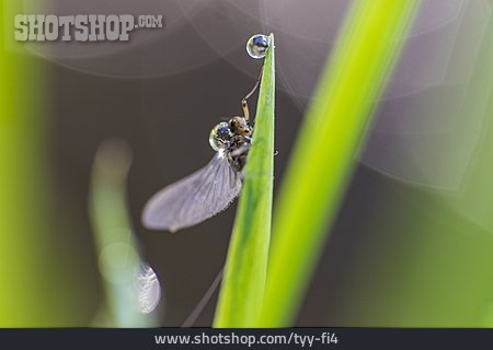 
                Insekt, Grashalm, Wassertropfen                   