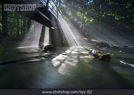 
                Wald, Brücke, Sonnenstrahlen                   