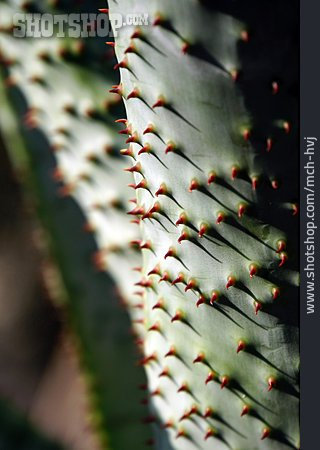 
                Stacheln, Aloe Marlothii                   