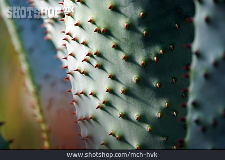 
                Stacheln, Aloe Marlothii                   