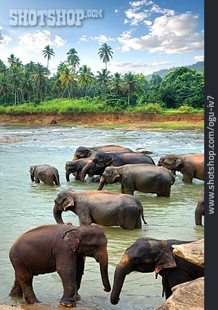 
                Sri Lanka, Elefantenherde                   