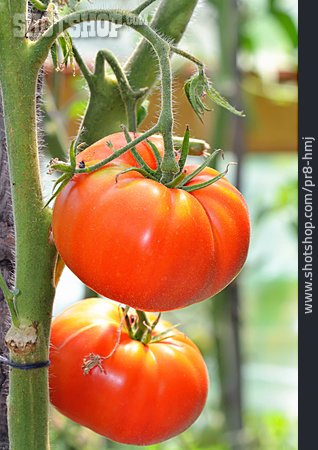 
                Tomatenpflanze, Fleischtomate                   