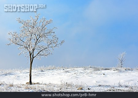 
                Baum, Winterlandschaft                   