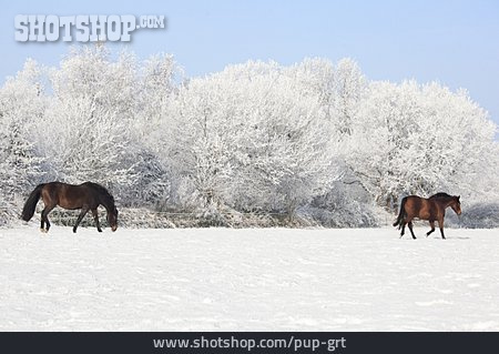 
                Pferdekoppel, Winterlich                   