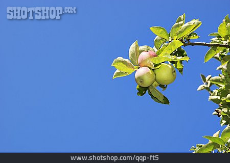 
                Apfel, Apfelbaum                   