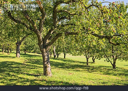 
                Apfelbaum, Obstgarten, Obstplantage                   