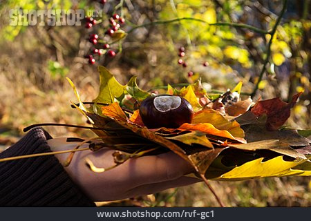 
                Blätter, Herbstlaub, Hand                   
