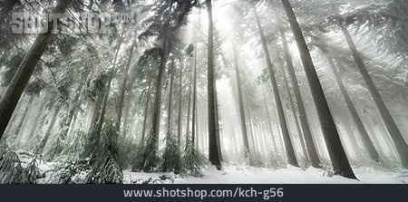 
                Wald, Winterwald                   
