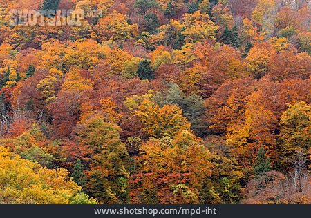 
                Herbst, Herbstfärbung, Laubfärbung                   