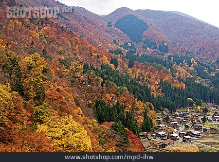
                Forest, Japanese Alps, Shirakawago                   