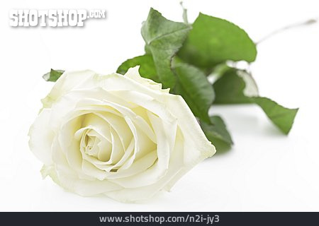 
                Rosenblüte, Weiße Rose                   