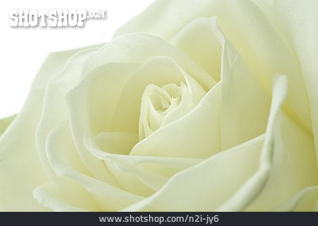 
                Rosenblüte, Weiße Rose                   
