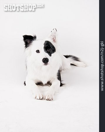 
                Hund, Border-collie                   