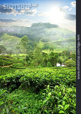 
                Teeplantage, Sri Lanka                   