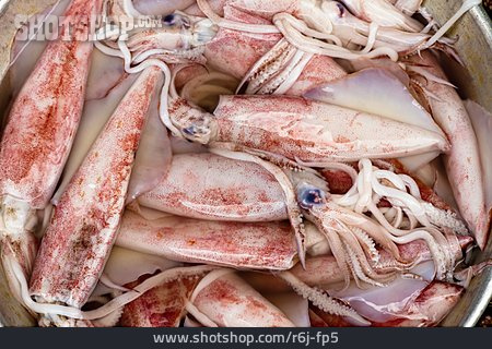 
                Tintenfisch, Fangfrisch, Kalmar                   