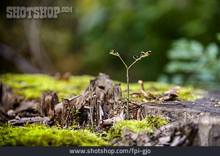 
                Wachstum, Waldboden, Spross                   