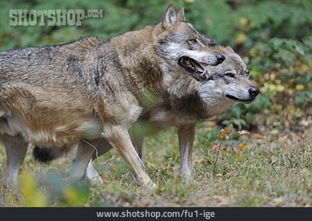 
                Rudel, Grauwolf                   