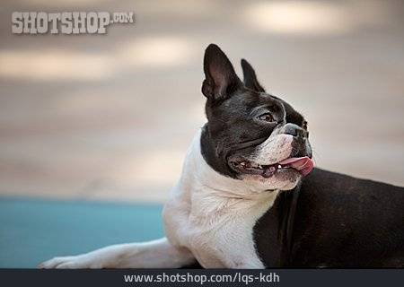 
                Tierportrait, Hund, Boston Terrier                   