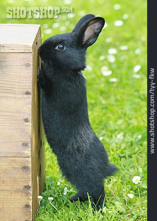 
                Neugier & Erwartung, Kaninchen                   