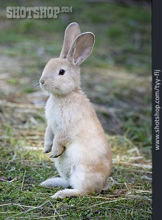 
                Neugierig, Kaninchen                   