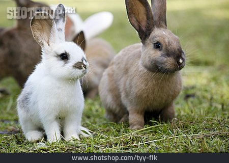 
                Kaninchen                   