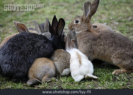 
                Hase, Kaninchen                   