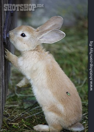 
                Neugierig, Kaninchen                   