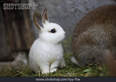 
                Tierjunges, Kaninchen                   