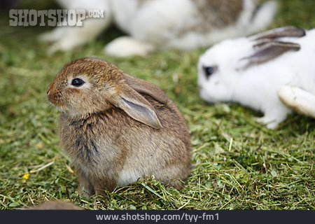 
                Kaninchen                   