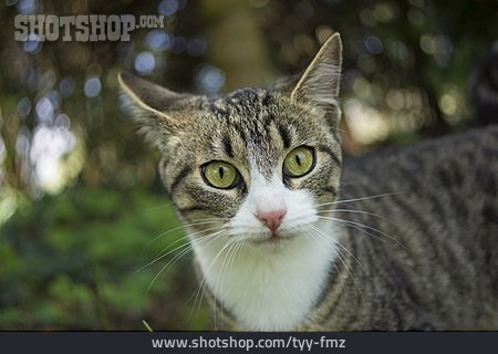 
                Katze, Tierporträt                   